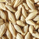 barley kernels