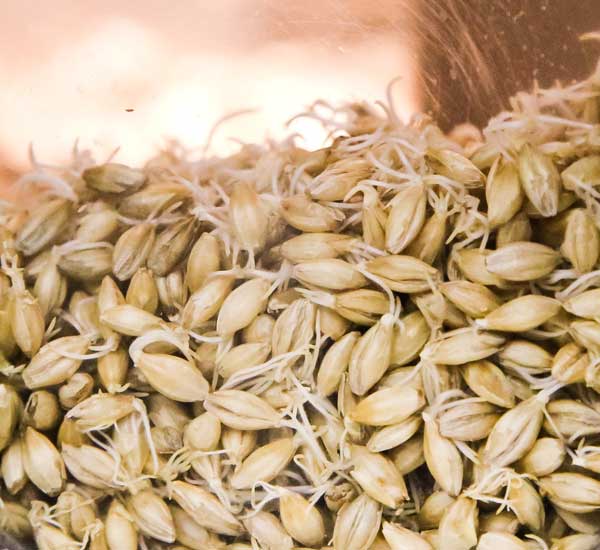 close up of washed barley seeds